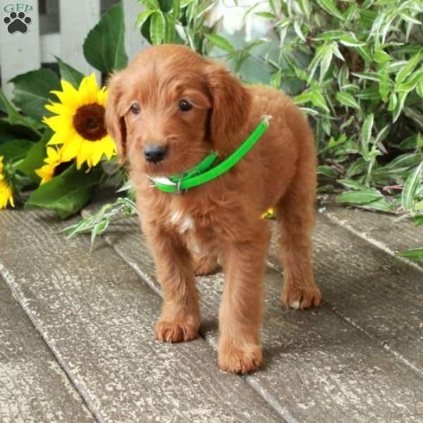Daisy, Goldendoodle Puppy