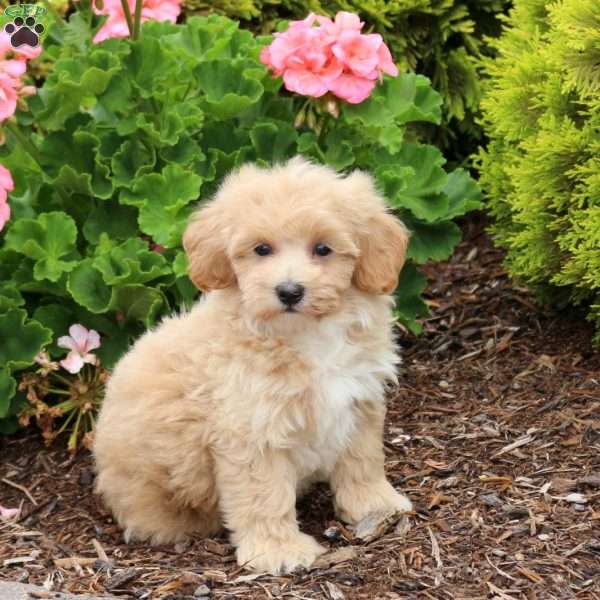 Daisy, Bich-Poo Puppy