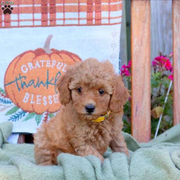 Daisy, Mini Goldendoodle Puppy