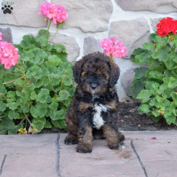 Daisy, Cavapoo Puppy