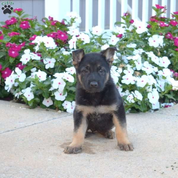 Daisy, German Shepherd Puppy