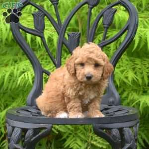 Daisy, Bich-Poo Puppy