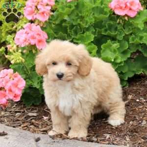 Daisy, Bich-Poo Puppy