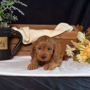 Daisy, Cavapoo Puppy