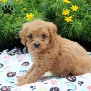 Daisy, Cavapoo Puppy