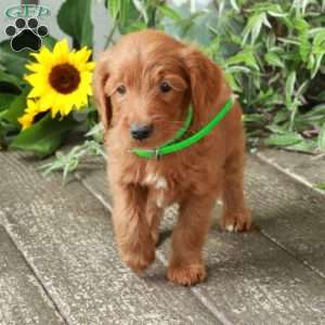 Daisy, Goldendoodle Puppy