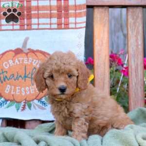 Daisy, Mini Goldendoodle Puppy