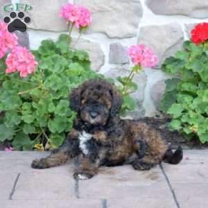 Daisy, Cavapoo Puppy