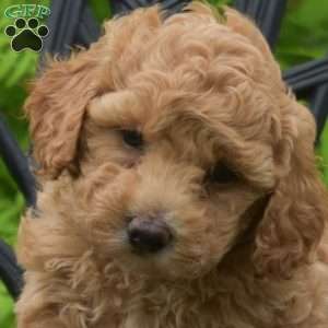 Daisy, Bich-Poo Puppy