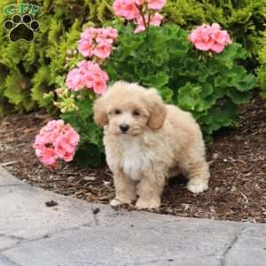 Daisy, Bich-Poo Puppy