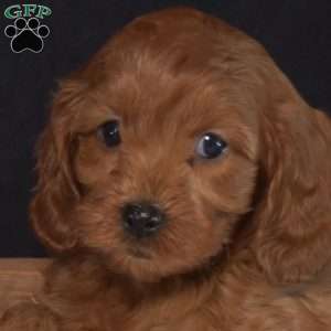 Daisy, Cavapoo Puppy