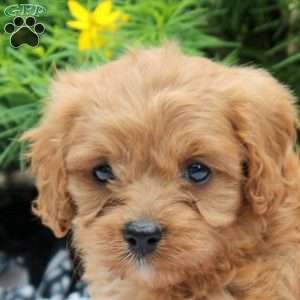Daisy, Cavapoo Puppy