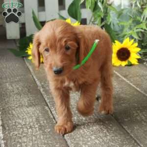 Daisy, Goldendoodle Puppy