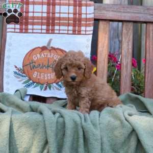 Daisy, Mini Goldendoodle Puppy
