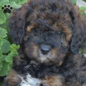 Daisy, Cavapoo Puppy