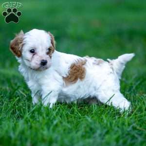 Daisy, Cavapoo Puppy
