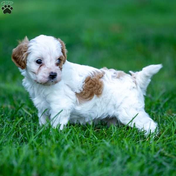 Daisy, Cavapoo Puppy