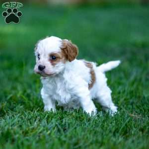 Daisy, Cavapoo Puppy