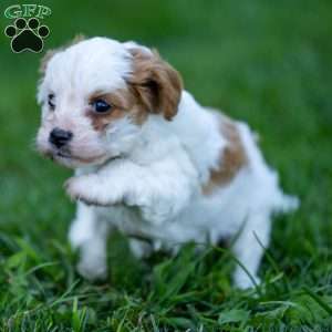 Daisy, Cavapoo Puppy
