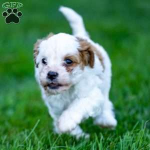 Daisy, Cavapoo Puppy