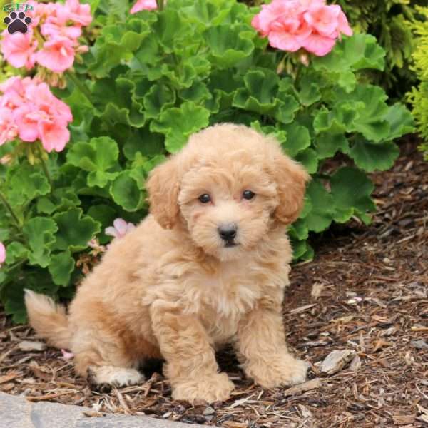 Dakota, Bich-Poo Puppy