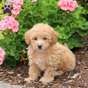 Dakota, Bich-Poo Puppy