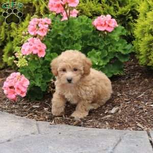 Dakota, Bich-Poo Puppy