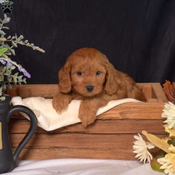 Dakota, Cavapoo Puppy