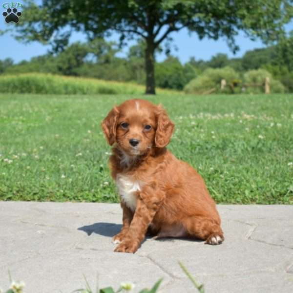 Dakota, Cavapoo Puppy