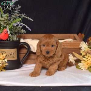 Dakota, Cavapoo Puppy