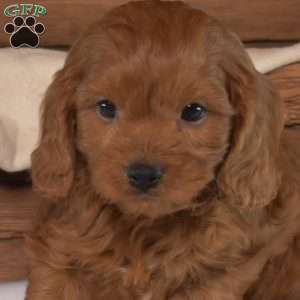 Dakota, Cavapoo Puppy