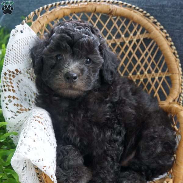 Dakota, Miniature Poodle Puppy