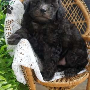 Dakota, Miniature Poodle Puppy