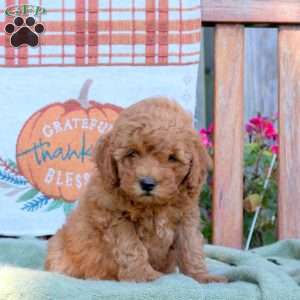 Dale, Mini Goldendoodle Puppy