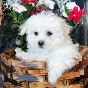 Dale, Maltese Puppy