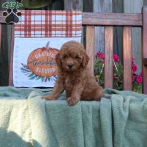 Dale, Mini Goldendoodle Puppy