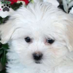 Dale, Maltese Puppy