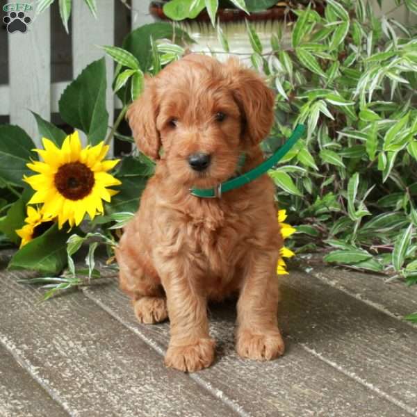 Dallas, Goldendoodle Puppy
