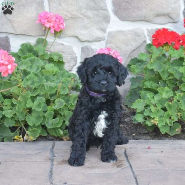 Dallas, Cavapoo Puppy