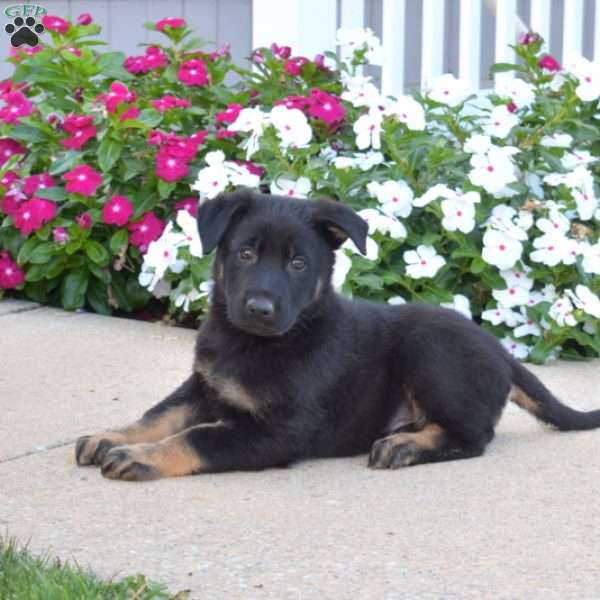 Dallas, German Shepherd Puppy
