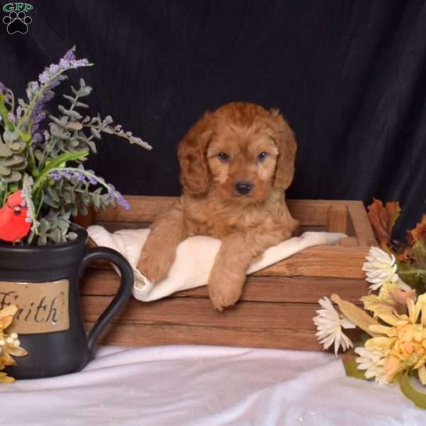 Dallas, Cavapoo Puppy