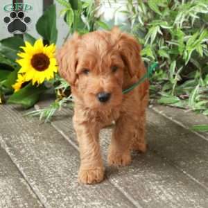 Dallas, Goldendoodle Puppy
