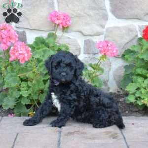 Dallas, Cavapoo Puppy