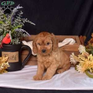 Dallas, Cavapoo Puppy