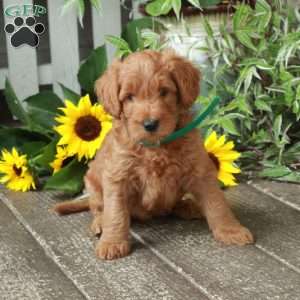 Dallas, Goldendoodle Puppy