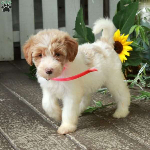 Dana, Goldendoodle Puppy