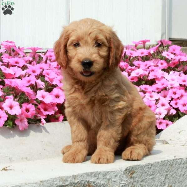 Dana, Goldendoodle Puppy