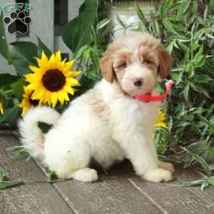 Dana, Goldendoodle Puppy