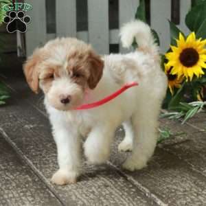Dana, Goldendoodle Puppy