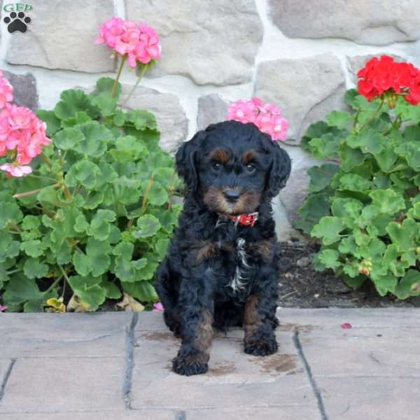 Dandy, Cavapoo Puppy